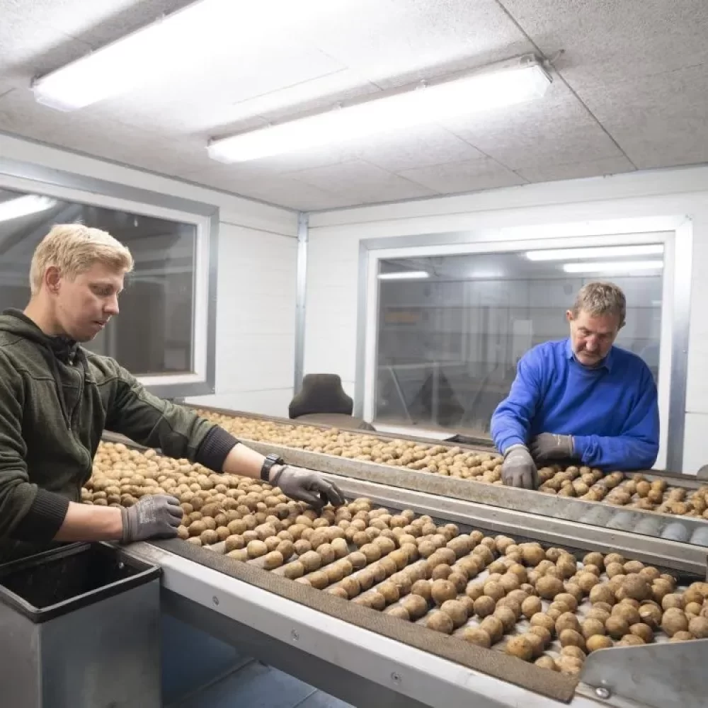 Skals rullatarkastuspöytä juuresten lajitteluun ja laadun tarkastukseen.